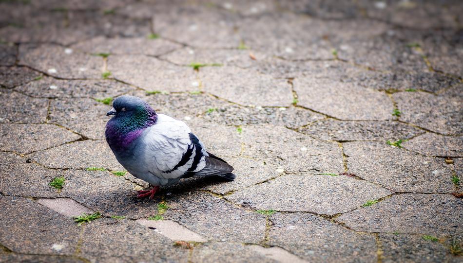 colorful dove on the pavement