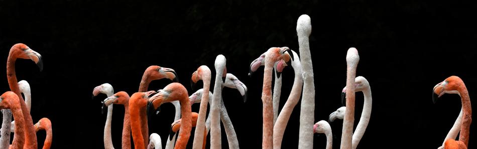 flamingo pink on black