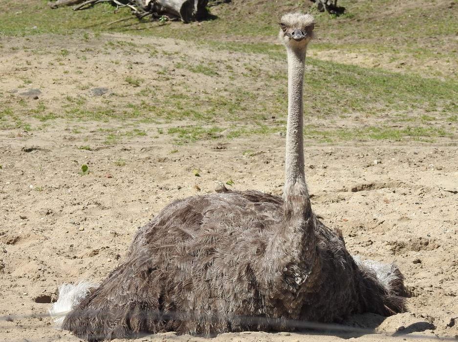 beautiful ostrich in the meadow view