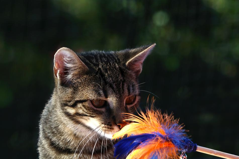 a cat with fluffy feathers playing