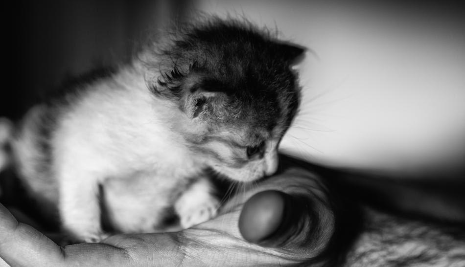 kitten is a fluffy little species