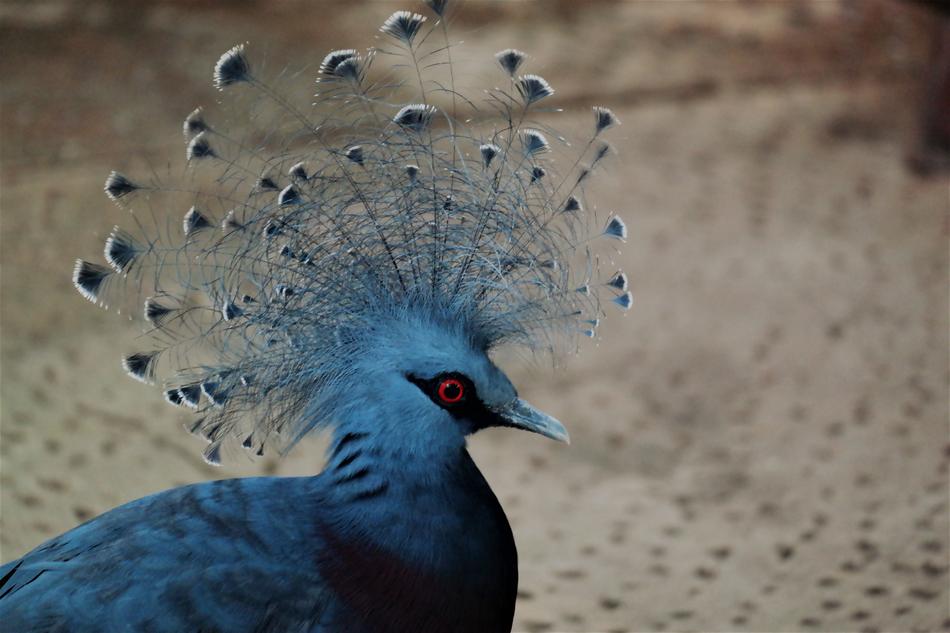bluebird