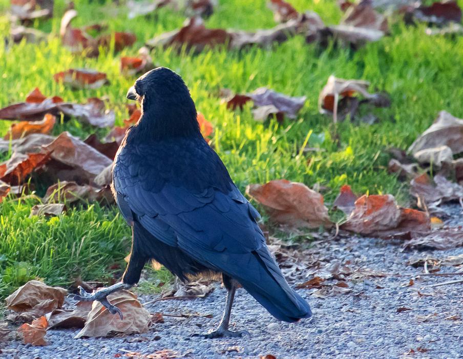 a black crow on green grass with dry leaves