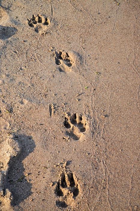 animal tracks in the sand