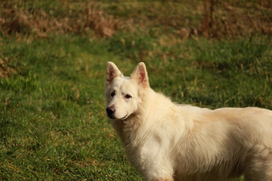 white fluffy dog in green grass