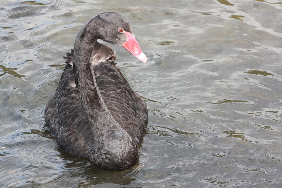 black duck with a red beak