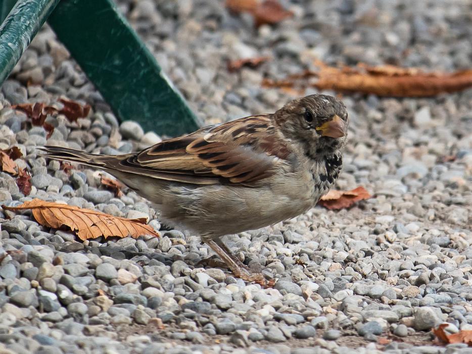 sparrow on the ground with leaves