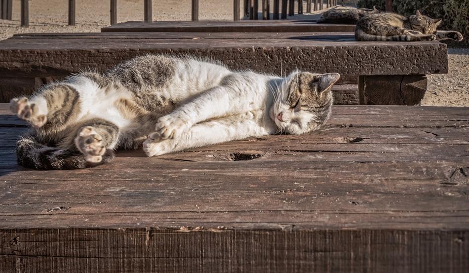 fluffy cat on a wooden table