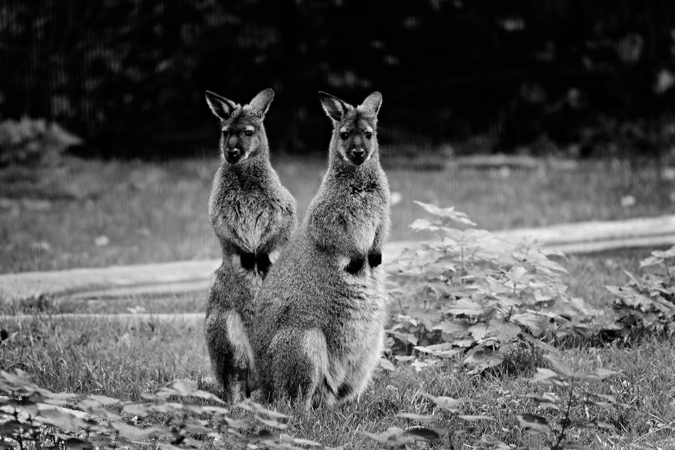 the kangaroos in the field are cute
