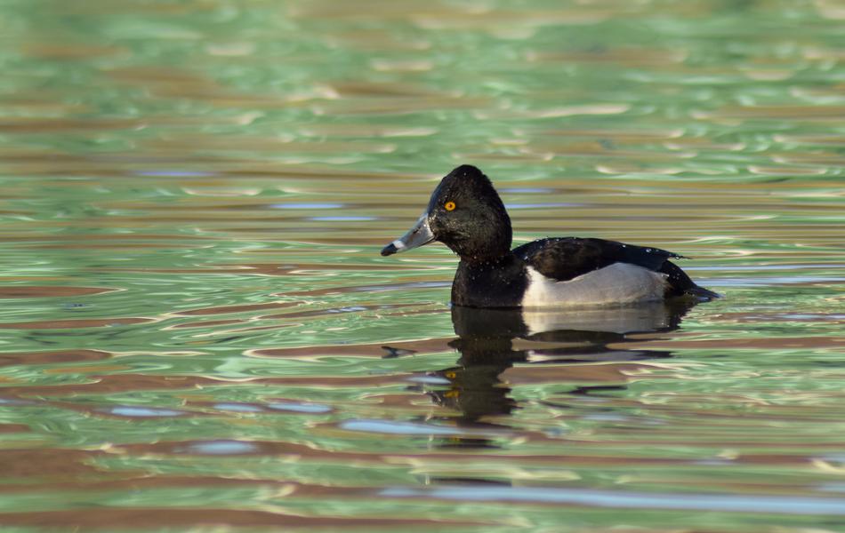 black duck in green water