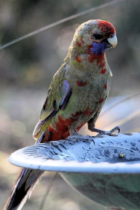 A parakeet in spots is a beautiful sight
