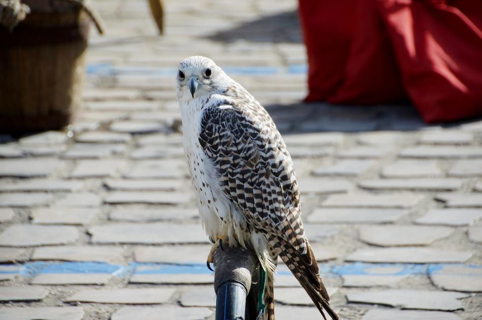 wild bird at a performance