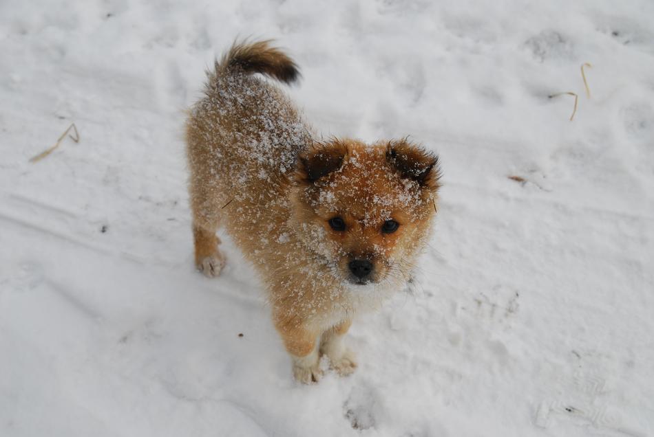 red dog in the white snow