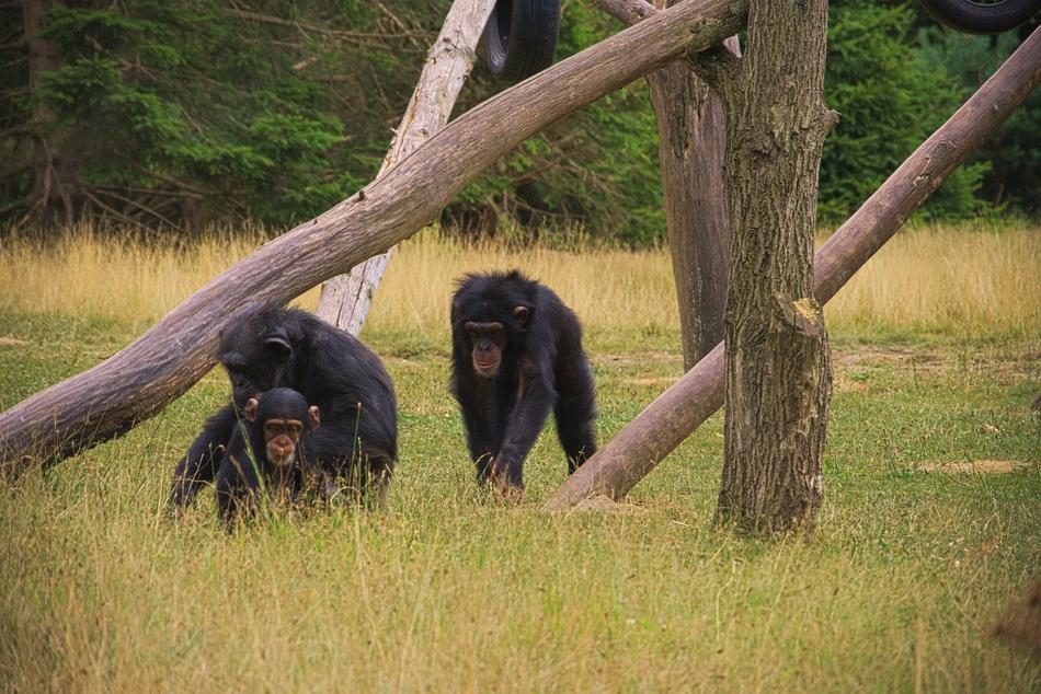 black monkeys at the zoo