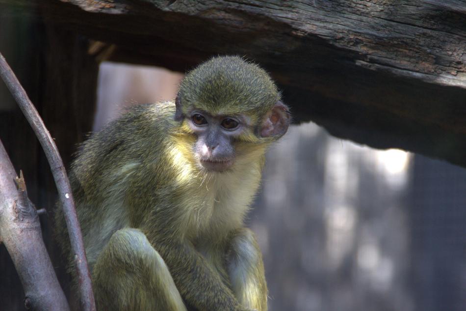 yellow monkey in the trees