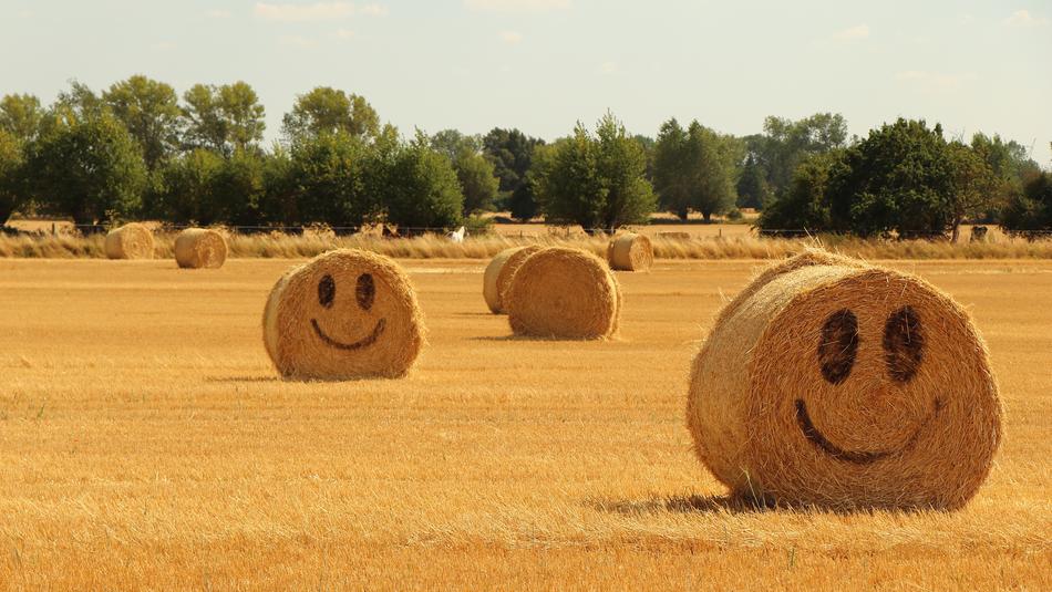 hay face type wheat