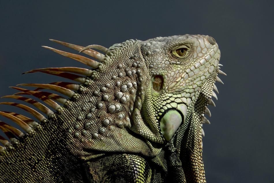 big iguana at the zoo