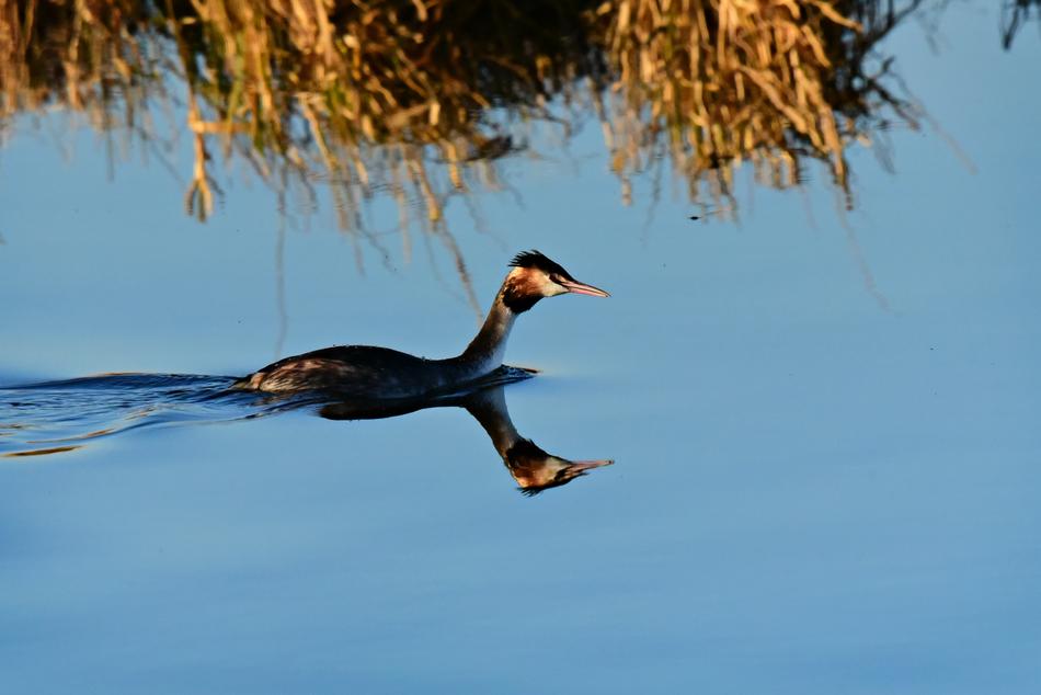 black duck with a red spot