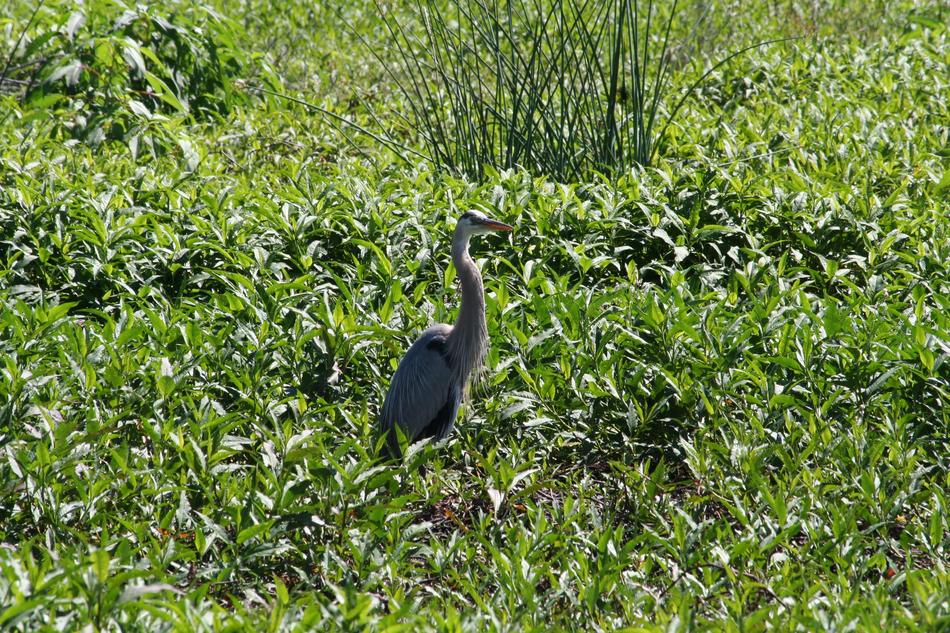 bird leaves meadow view
