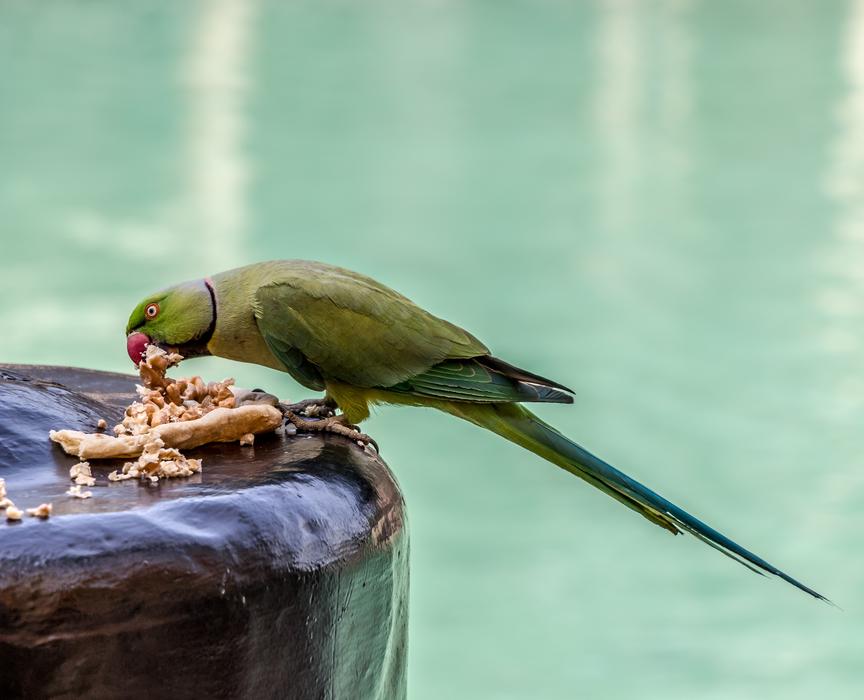 green parrot on the ocean