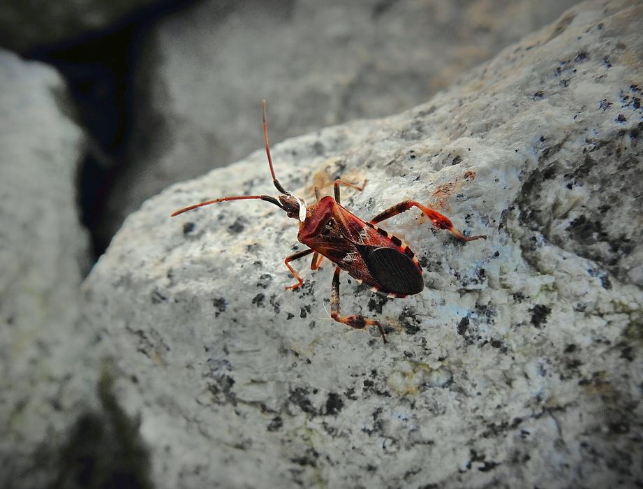 red bug on a rock