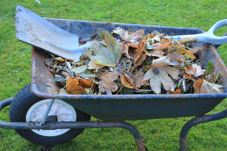 shovel and autumn leaves in a wheelbarrow