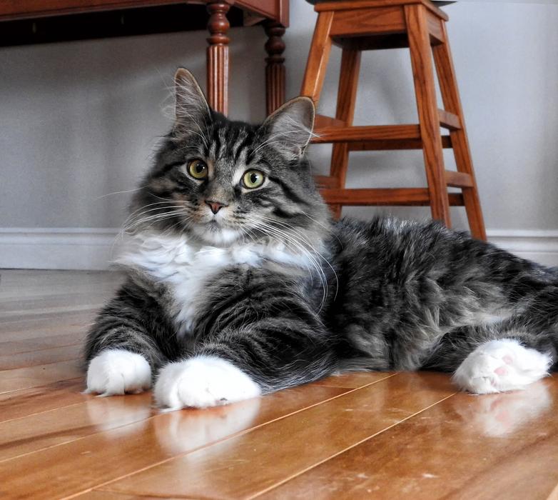 a cute cat in gray on the floor