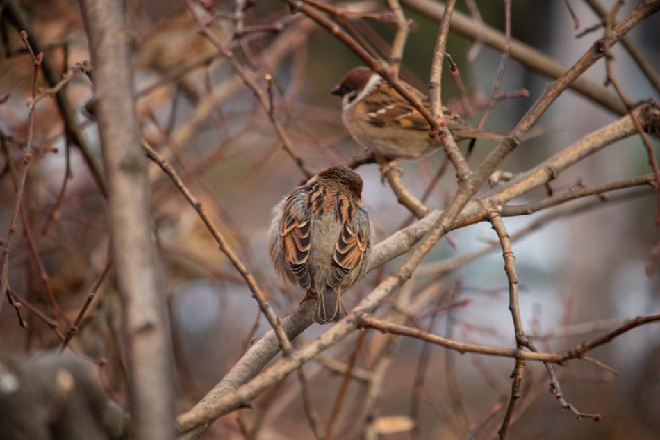 sparrow on wooden sticks