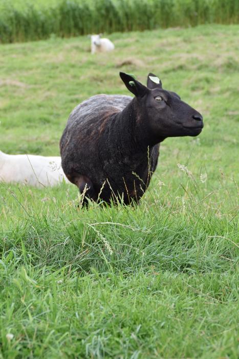 black animal on green grass