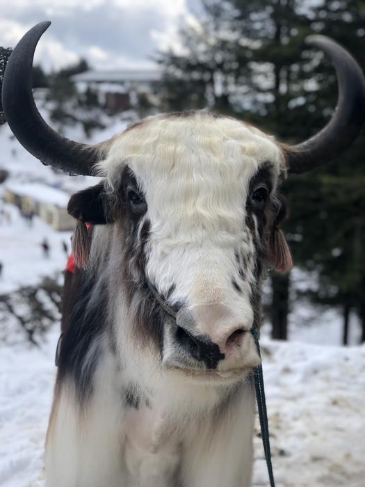 a cow with white patterns