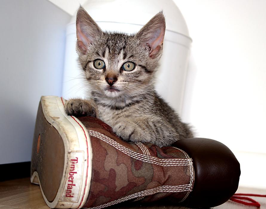 the kitten on the sneaker is cute.