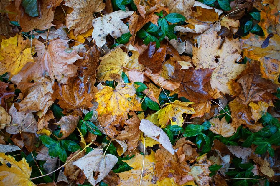 autumn, yellow and brown maple leaves