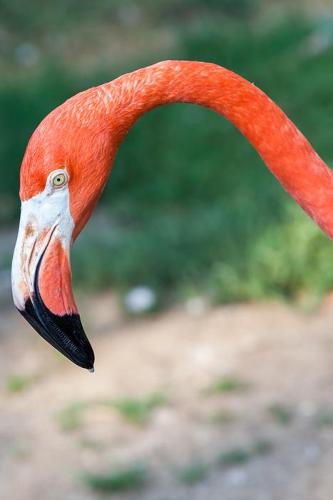 flamingo orange species