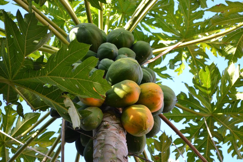Juicy ripe fruit