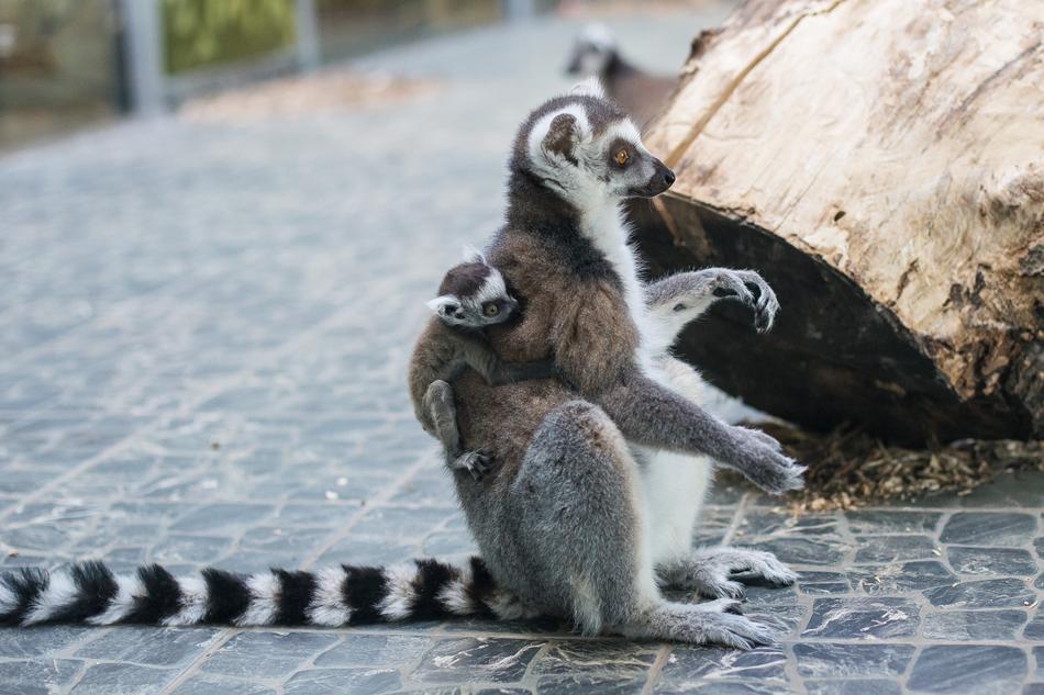 long tailed lemur at the zoo