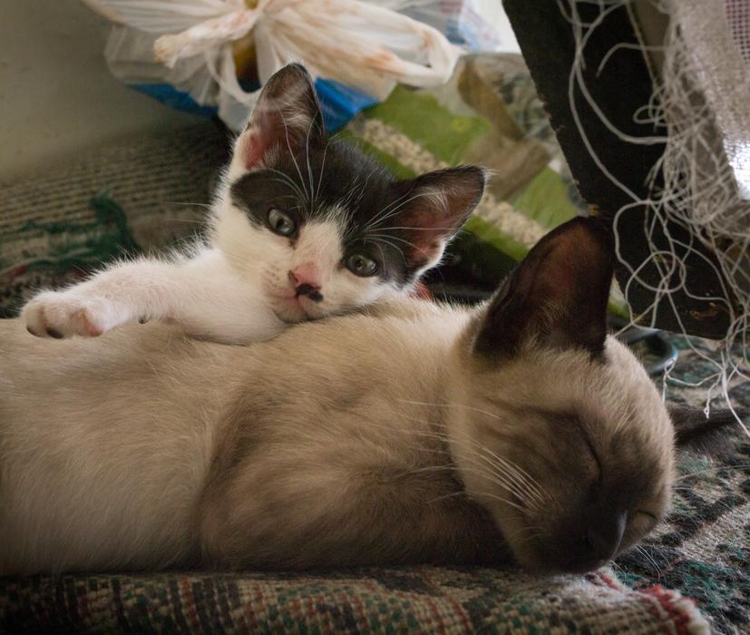 white kitten with black patterns