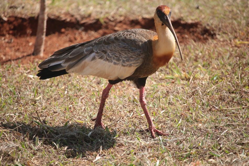 a bird with long legs in an autumn field