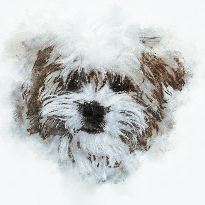 a little dog with brown patterns