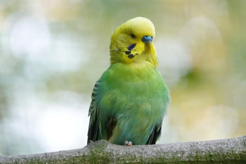 green parrot with a yellow head