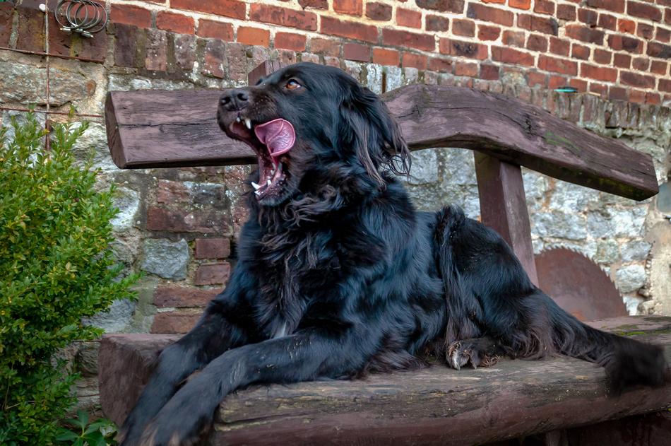 the black dog is licking himself