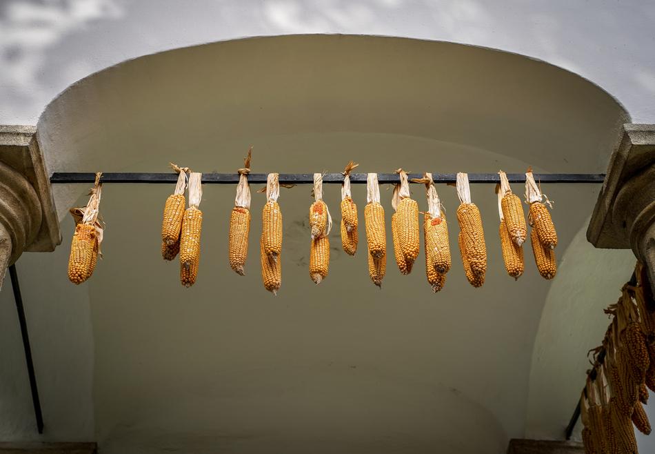 boiled corn on a string