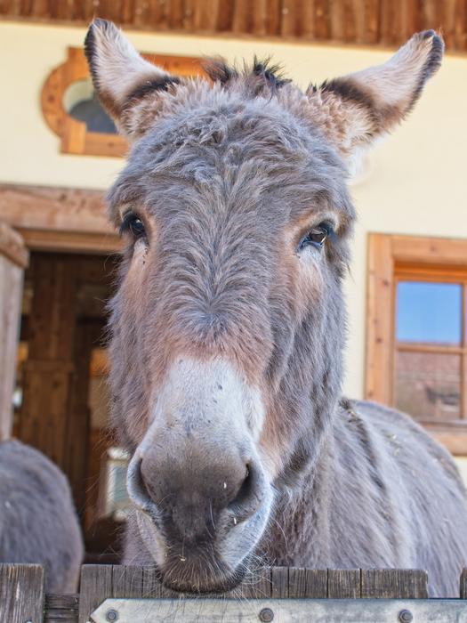 Donkey look cute. Beautiful.