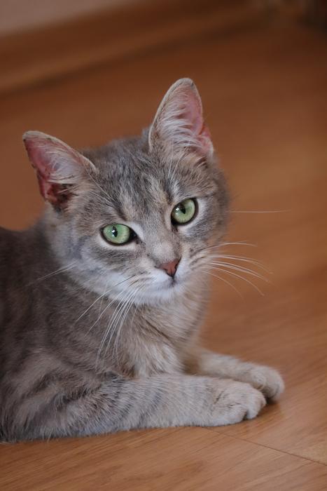 fluffy cat with green eyes look