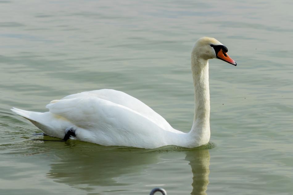 the white swan is marvelous in the water.