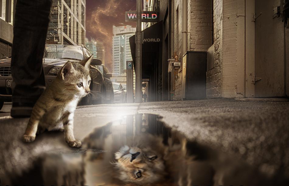 kitten by the puddle with the light