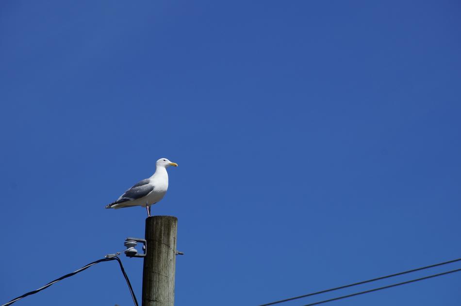 gull against the blue sky
