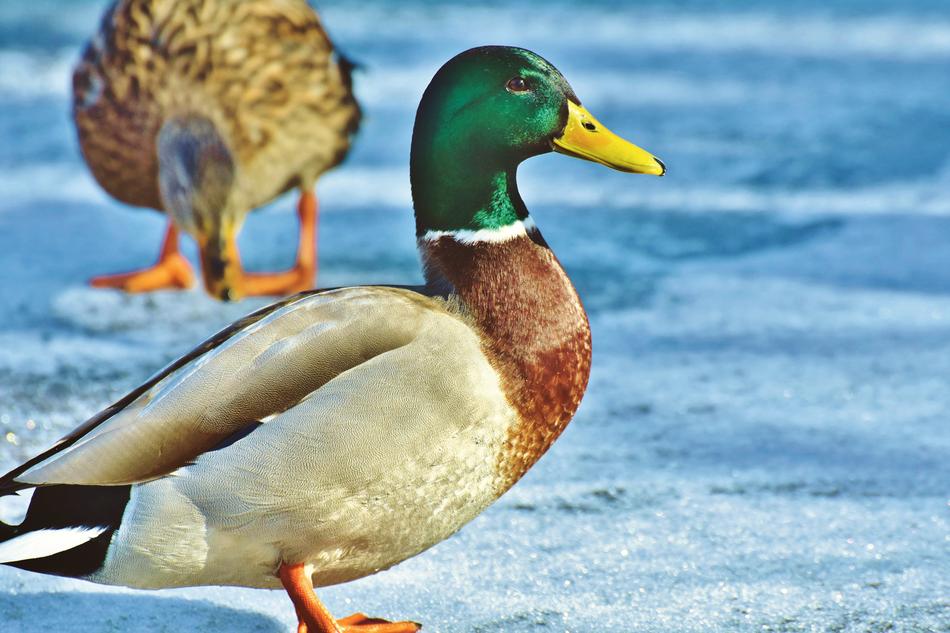 green head duck lake view