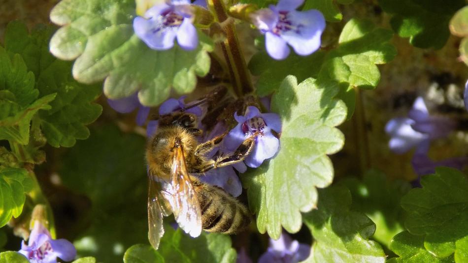 bee on the little flowers