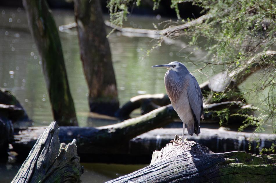 bird gray trees swamp water