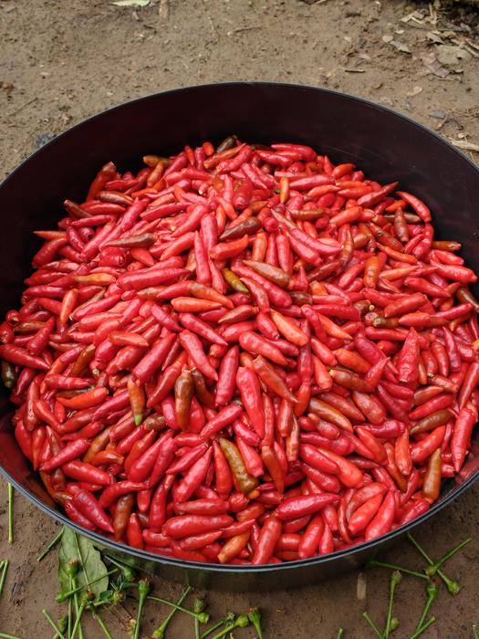 Harvest chili peppers in the pot